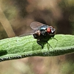 Chrysomya sp. (genus) at Gundaroo, NSW - 10 Mar 2022 by Gunyijan