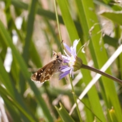 Atkinsia dominula (Two-brand grass-skipper) at Namadgi National Park - 14 Mar 2022 by RAllen