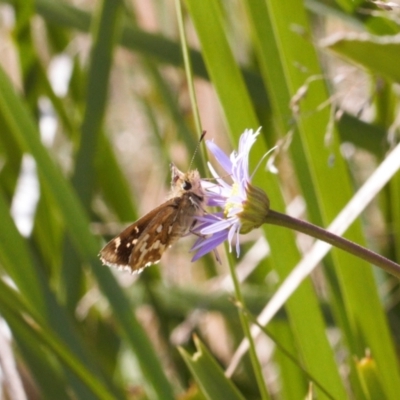Atkinsia dominula (Two-brand grass-skipper) at Mount Clear, ACT - 14 Mar 2022 by RAllen