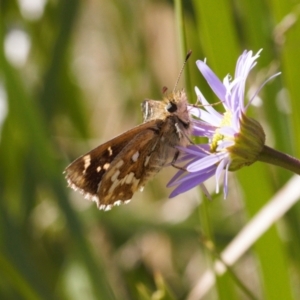 Atkinsia dominula at Mount Clear, ACT - suppressed