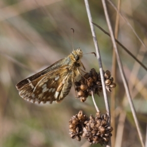 Atkinsia dominula at Mount Clear, ACT - suppressed