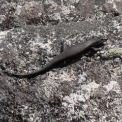 Egernia saxatilis (Black Rock Skink) at Booth, ACT - 14 Mar 2022 by RAllen