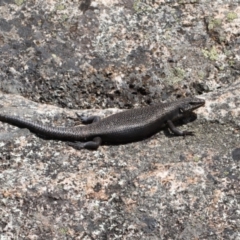 Egernia saxatilis at Booth, ACT - 14 Mar 2022 01:53 PM