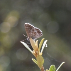 Theclinesthes serpentata (Saltbush Blue) at Red Hill Nature Reserve - 12 Mar 2022 by RAllen