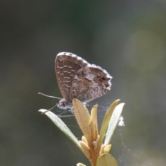 Theclinesthes serpentata at Red Hill, ACT - 12 Mar 2022 01:06 PM