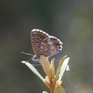 Theclinesthes serpentata at Red Hill, ACT - 12 Mar 2022