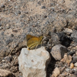 Trapezites luteus at Red Hill, ACT - 12 Mar 2022 01:44 PM