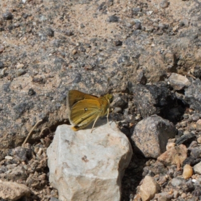 Trapezites luteus (Yellow Ochre, Rare White-spot Skipper) at Red Hill Nature Reserve - 12 Mar 2022 by RAllen