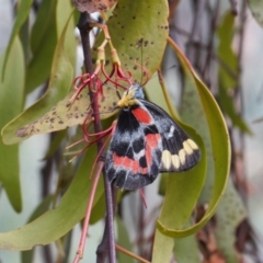 Delias harpalyce (Imperial Jezebel) at Tuggeranong Hill - 12 Mar 2022 by RAllen