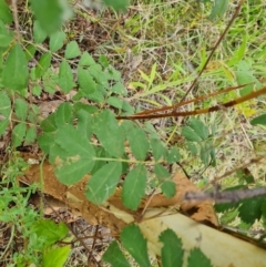 Sorbus domestica (Service Tree) at Molonglo River Reserve - 15 Mar 2022 by Mike