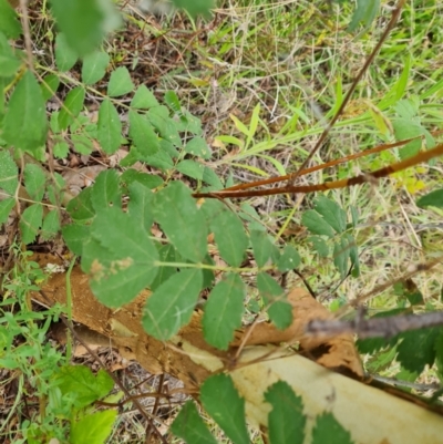 Sorbus domestica (Service Tree) at Molonglo River Reserve - 15 Mar 2022 by Mike