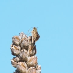 Dispar compacta (Barred Skipper) at Tuggeranong Hill - 12 Mar 2022 by RAllen