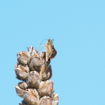 Dispar compacta (Barred Skipper) at Theodore, ACT - 12 Mar 2022 by RAllen