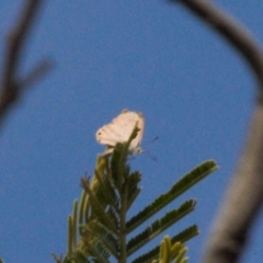 Acrodipsas myrmecophila (Small Ant-blue Butterfly) at Tuggeranong Hill - 12 Mar 2022 by RAllen