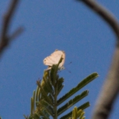 Acrodipsas myrmecophila (Small Ant-blue Butterfly) at Theodore, ACT - 12 Mar 2022 by RAllen