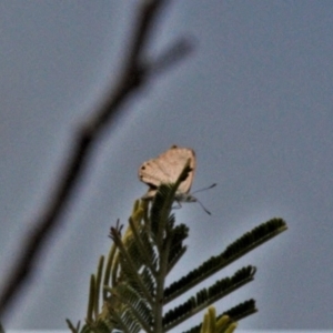 Acrodipsas myrmecophila at suppressed - suppressed