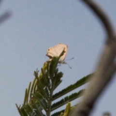 Acrodipsas myrmecophila at suppressed - suppressed