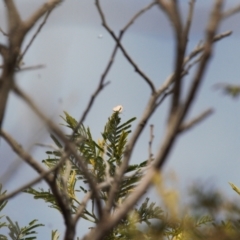 Acrodipsas myrmecophila at suppressed - suppressed