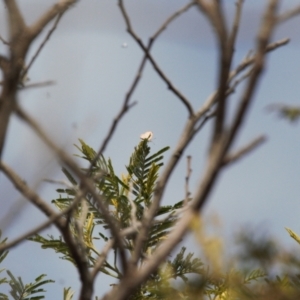 Acrodipsas myrmecophila at suppressed - 12 Mar 2022