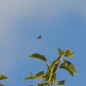 Acrodipsas myrmecophila at suppressed - suppressed