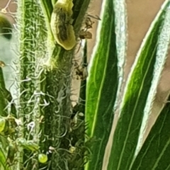 Aphididae (family) (Unidentified aphid) at Gundaroo, NSW - 10 Mar 2022 by Gunyijan