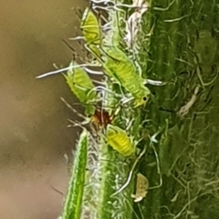 Aphididae (family) at Gundaroo, NSW - 10 Mar 2022 03:42 PM