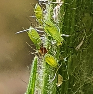 Aphididae (family) at Gundaroo, NSW - 10 Mar 2022 03:42 PM