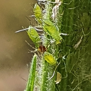 Aphididae (family) at Gundaroo, NSW - 10 Mar 2022