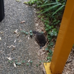 Ornithorhynchus anatinus (Platypus) at Sullivans Creek, Acton - 15 Mar 2022 by gib395