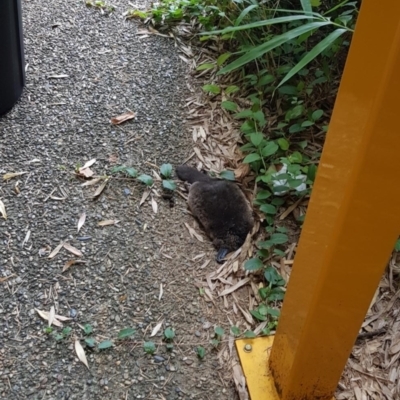 Ornithorhynchus anatinus (Platypus) at Australian National University - 15 Mar 2022 by gib395