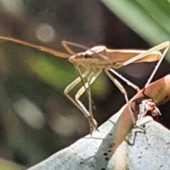 Mutusca brevicornis (A broad-headed bug) at Gundaroo, NSW - 10 Mar 2022 by Gunyijan