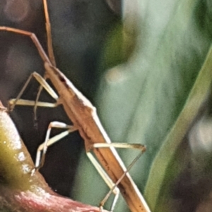 Mutusca brevicornis at Gundaroo, NSW - 10 Mar 2022