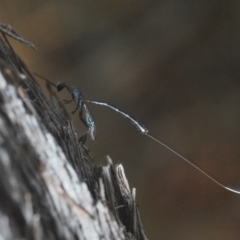 Gasteruption sp. (genus) (Gasteruptiid wasp) at Aranda, ACT - 14 Mar 2022 by Harrisi