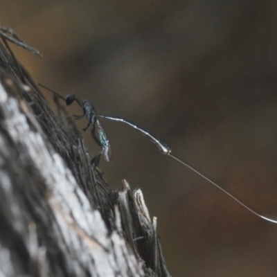 Gasteruption sp. (genus) (Gasteruptiid wasp) at Black Mountain - 14 Mar 2022 by Harrisi