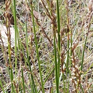 Lepidosperma laterale at Gundaroo, NSW - 10 Mar 2022 02:32 PM