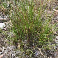 Lepidosperma laterale at Gundaroo, NSW - 10 Mar 2022 02:32 PM