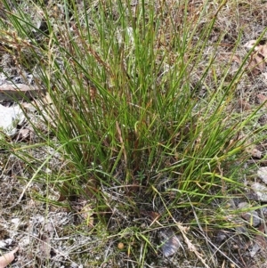 Lepidosperma laterale at Gundaroo, NSW - 10 Mar 2022