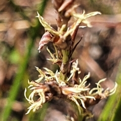 Lepidosperma laterale at Gundaroo, NSW - 10 Mar 2022 02:32 PM