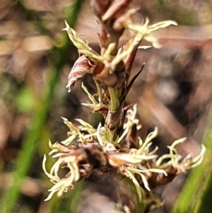 Lepidosperma laterale at Gundaroo, NSW - 10 Mar 2022 02:32 PM