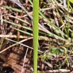Lepidosperma laterale at Gundaroo, NSW - 10 Mar 2022