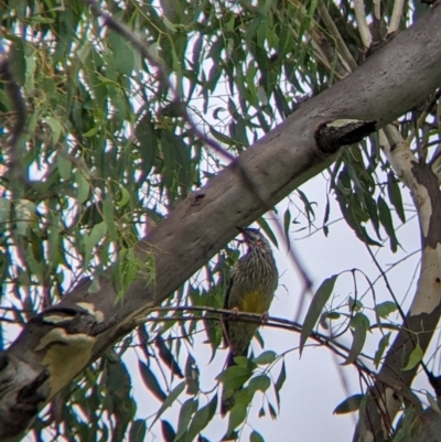 Anthochaera carunculata (Red Wattlebird) at East Albury, NSW - 15 Mar 2022 by Darcy