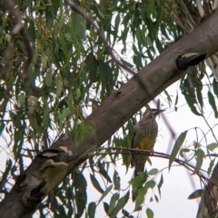 Anthochaera carunculata at East Albury, NSW - 16 Mar 2022 10:27 AM