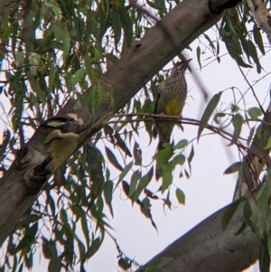 Anthochaera carunculata at East Albury, NSW - 16 Mar 2022 10:27 AM