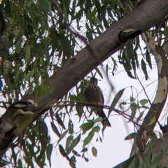 Anthochaera carunculata at East Albury, NSW - 16 Mar 2022