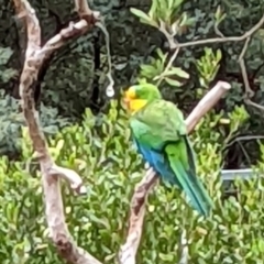 Polytelis swainsonii (Superb Parrot) at Watson, ACT - 16 Mar 2022 by AniseStar