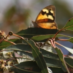 Heteronympha merope (Common Brown) at Gundaroo, NSW - 10 Mar 2022 by Gunyijan