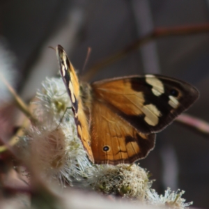 Heteronympha merope at Gundaroo, NSW - 10 Mar 2022 02:28 PM