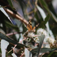 Heteronympha merope at Gundaroo, NSW - 10 Mar 2022
