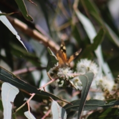 Heteronympha merope at Gundaroo, NSW - 10 Mar 2022 02:28 PM