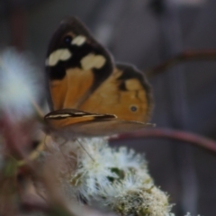 Heteronympha merope at Gundaroo, NSW - 10 Mar 2022 02:28 PM